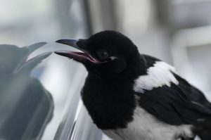Magpie looking into a mirrored surface