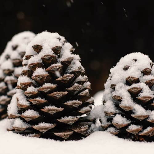 Snow on fir cones